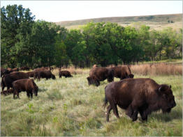 Custer State Park - South Dakota