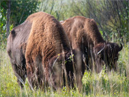 Custer State Park - South Dakota