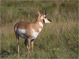 Custer State Park - South Dakota