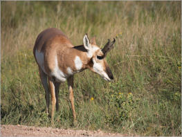 Custer State Park - South Dakota