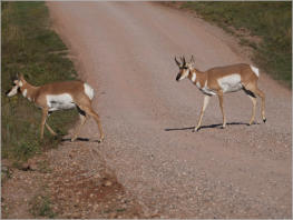 Custer State Park - South Dakota