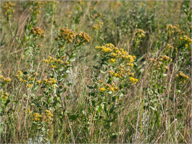 Custer State Park - South Dakota