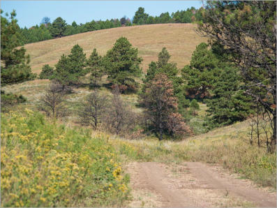 Custer State Park - South Dakota