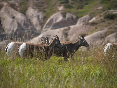 Badlands National Park - South Dakota