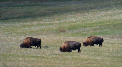 Badlands National Park - South Dakota