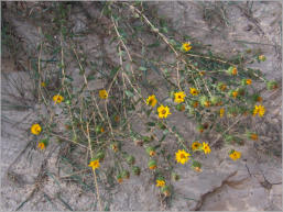 Medicine Root Loop - Badlands NP - South Dakota
