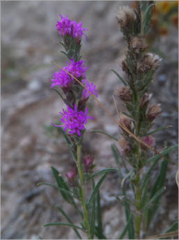 Medicine Root Loop - Badlands NP - South Dakota
