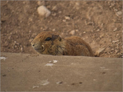Präriedogs - Lubbock, TX