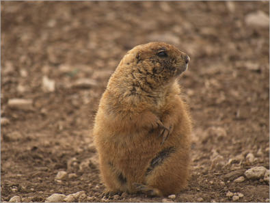 Präriedogs - Lubbock, TX