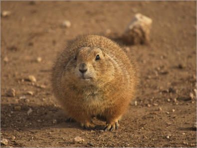 Präriedogs - Lubbock, TX