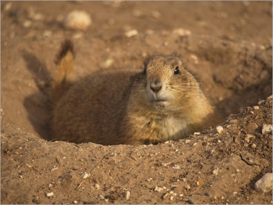 Präriedogs - Lubbock, TX