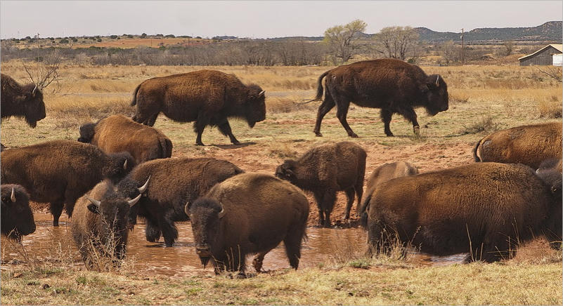 Caprock Canyons State Park, Texas