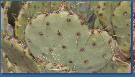 Caprock Canyons State Park, Texas
