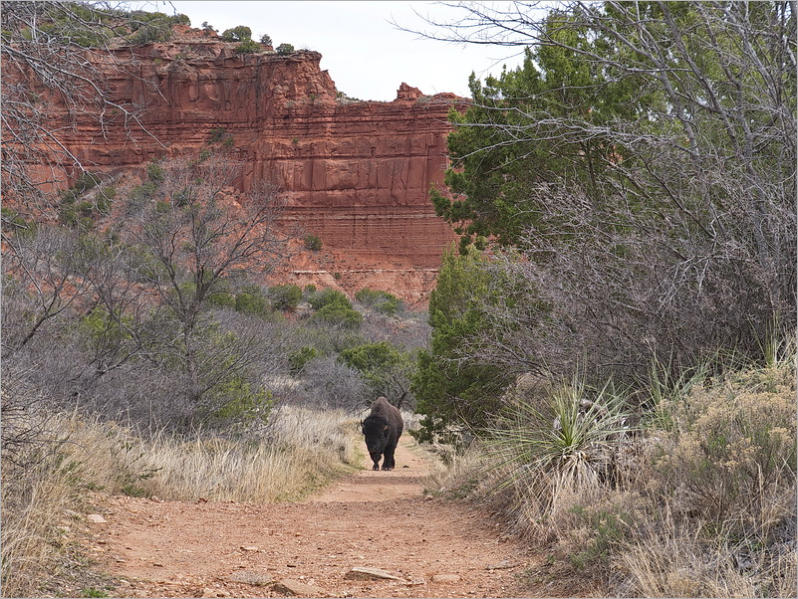 Caprock Canyons State Park, Texas