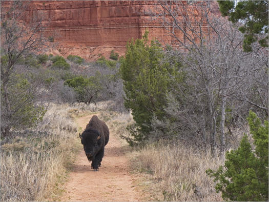 Caprock Canyons State Park, Texas