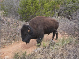 Caprock Canyons State Park, Texas