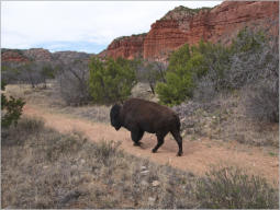 Caprock Canyons State Park, Texas