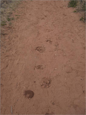 Caprock Canyons State Park, Texas