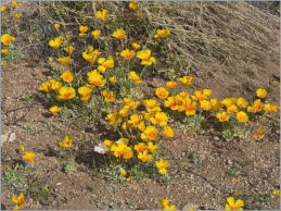 San Andres Mountains vom HW 70 aus gesehen, NM