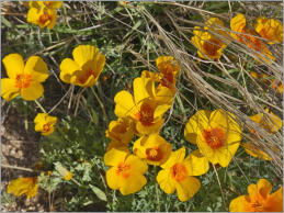 San Andres Mountains vom HW 70 aus gesehen, NM