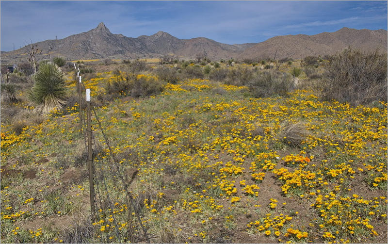 San Andres Mountains vom HW 70 aus gesehen, NM
