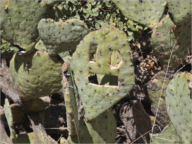 Dripping Springs Natural Area, NM