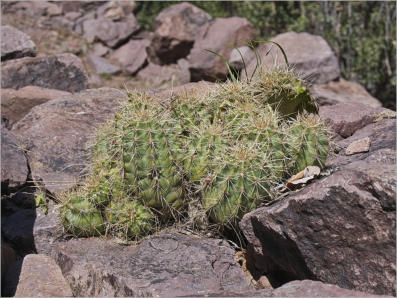 Dripping Springs Natural Area, NM