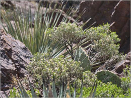 Dripping Springs Natural Area, NM