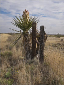 Entlang des Highway 67 in Texas