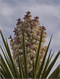 Entlang des Highway 67 in Texas