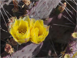 Fort Leaton - Big Bend Ranch SP, TX