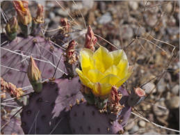 Fort Leaton - Big Bend Ranch SP, TX