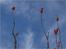 Fort Leaton - Big Bend Ranch SP, TX
