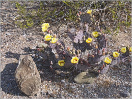 Fort Leaton - Big Bend Ranch SP, TX