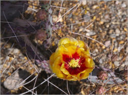 Fort Leaton - Big Bend Ranch SP, TX