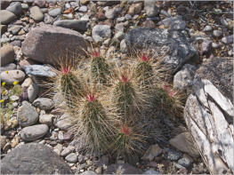 Fort Leaton State Historic Site, TX