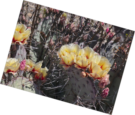 Big Bend Ranch State Park, TX