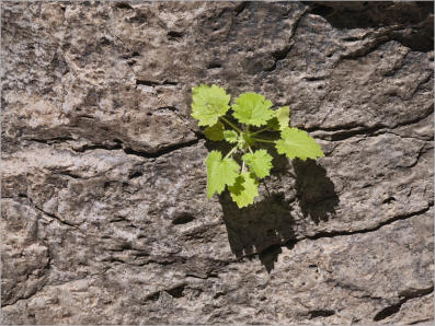 Closed Canyon Trail - Big Bend Ranch SP, TX