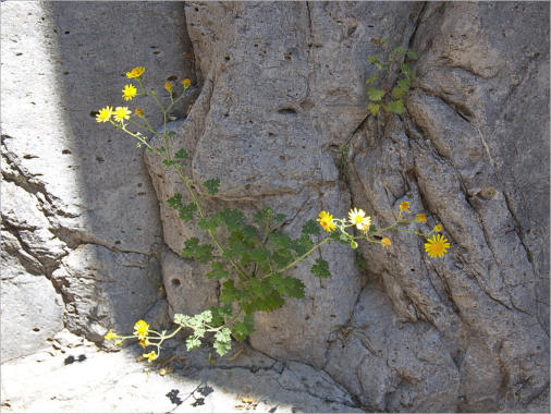 Closed Canyon Trail - Big Bend Ranch SP, TX
