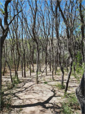 Sam Nail Trail - Big Bend NP, TX