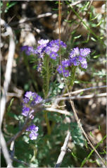 Sam Nail Trail - Big Bend NP, TX