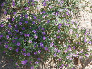 Sam Nail Trail - Big Bend NP, TX