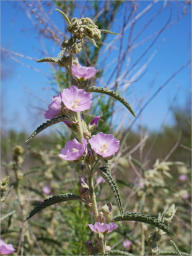 Sam Nail Trail - Big Bend NP, TX