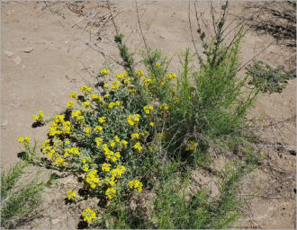 Sam Nail Trail - Big Bend NP, TX