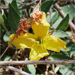 Sam Nail Trail - Big Bend NP, TX