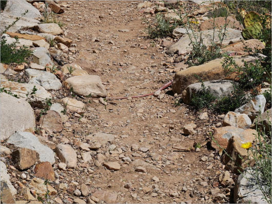Western Coachwhip Snakes - Sam Nail Trail - Big Bend NP, TX