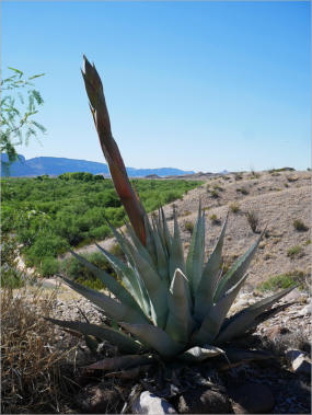Costolon - Big Bend NP, TX