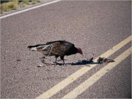 Big Bend NP, TX