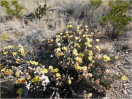 Chimneys Trail - Big Bend NP, TX