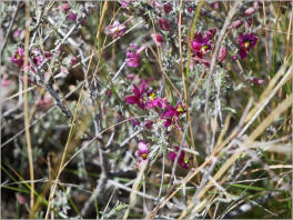 Chimneys Trail - Big Bend NP, TX